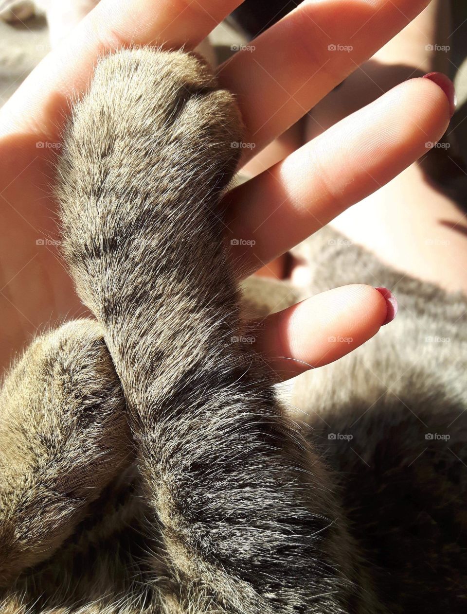 Sunny fur