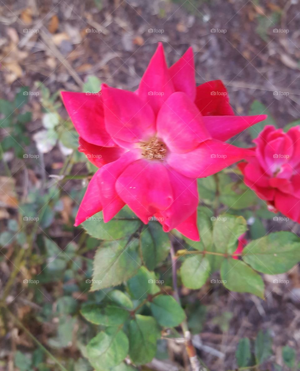just a pretty flower