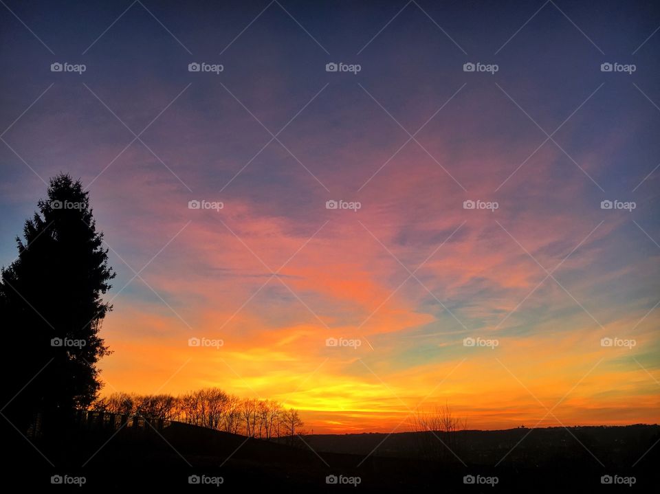 Silhouette of trees at dusk