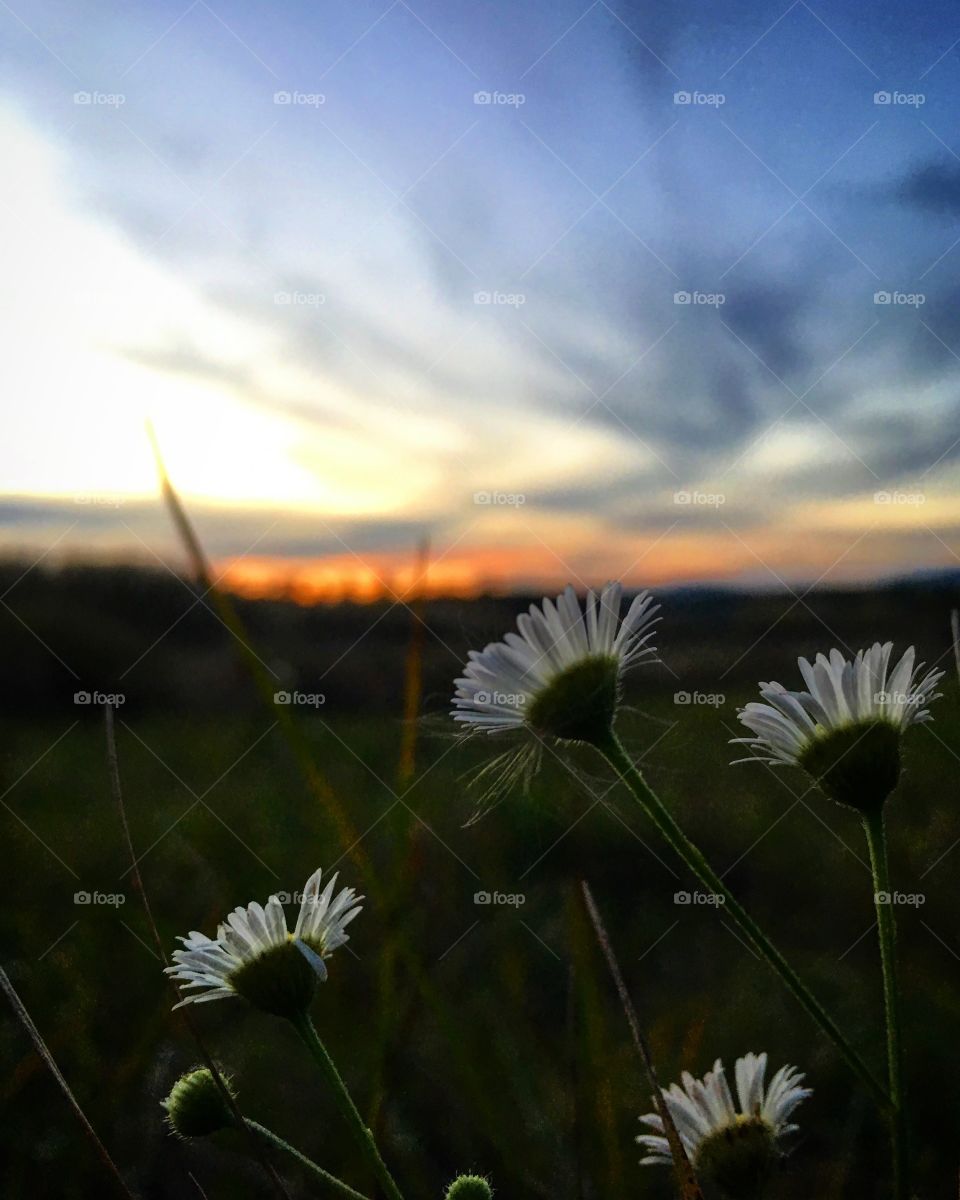 Flower sunset