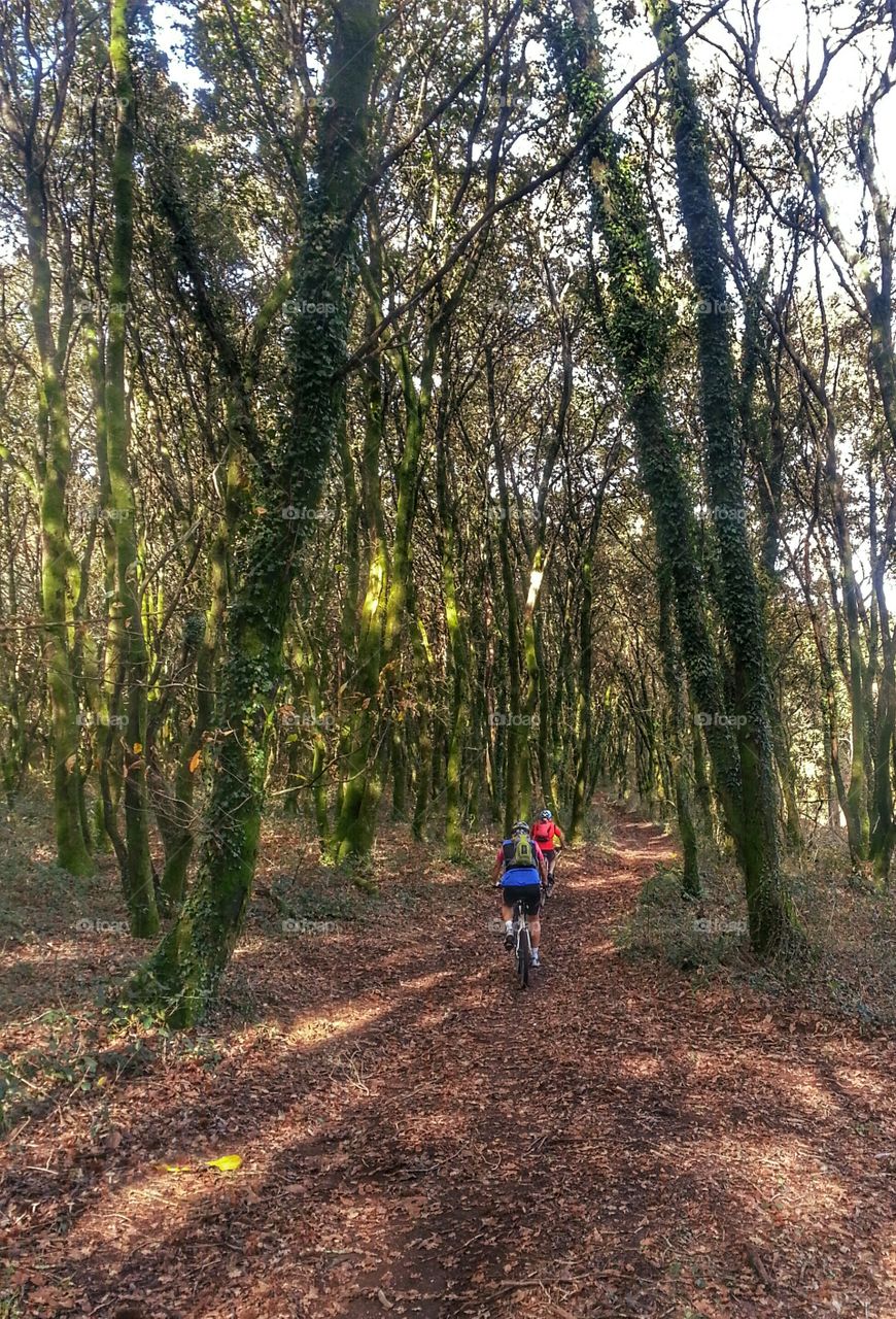 Cycling across the oak grove