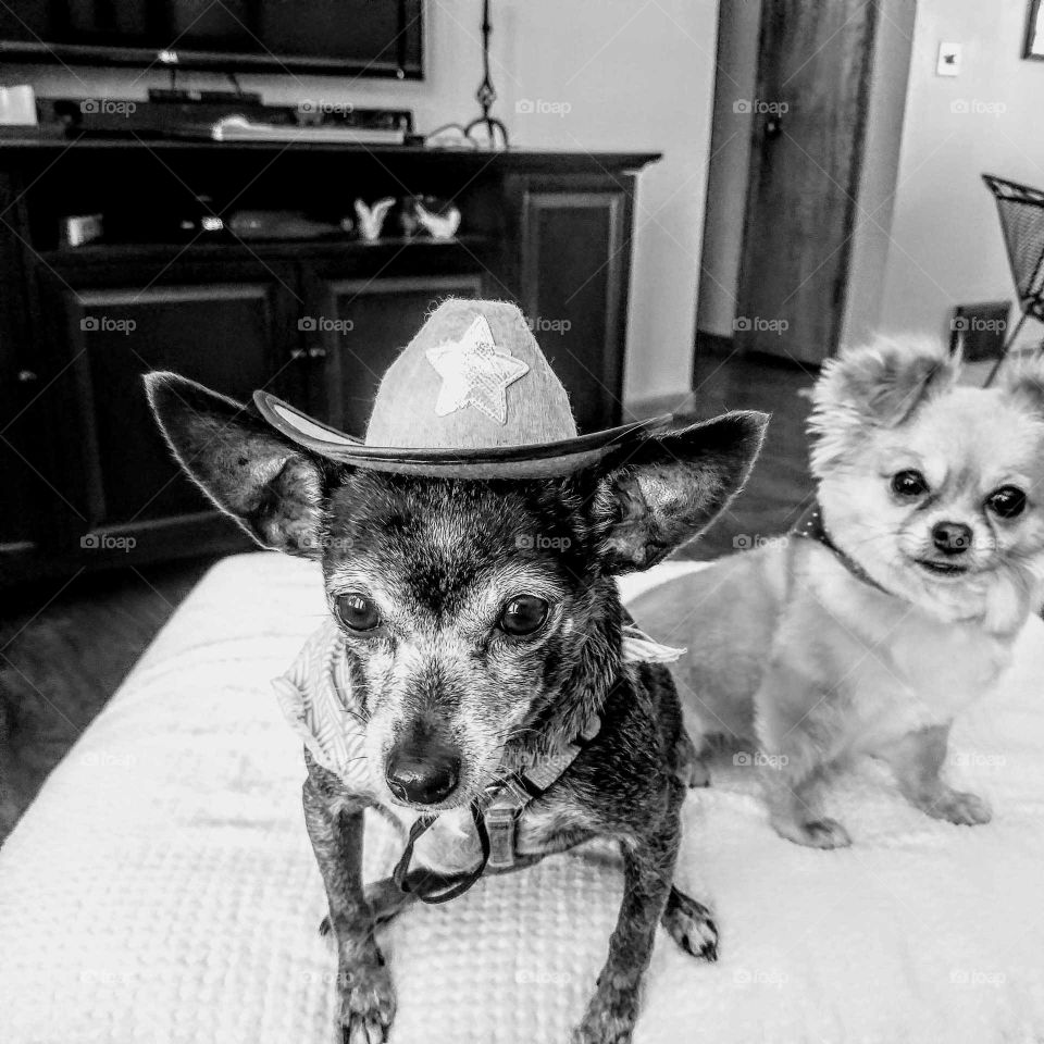 Two Chihuahua dogs staring in to the camera one wearing a cowboy hat