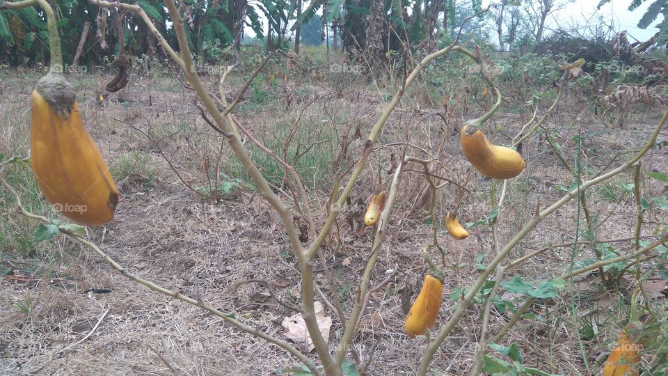 eggplant fields failed to harvest