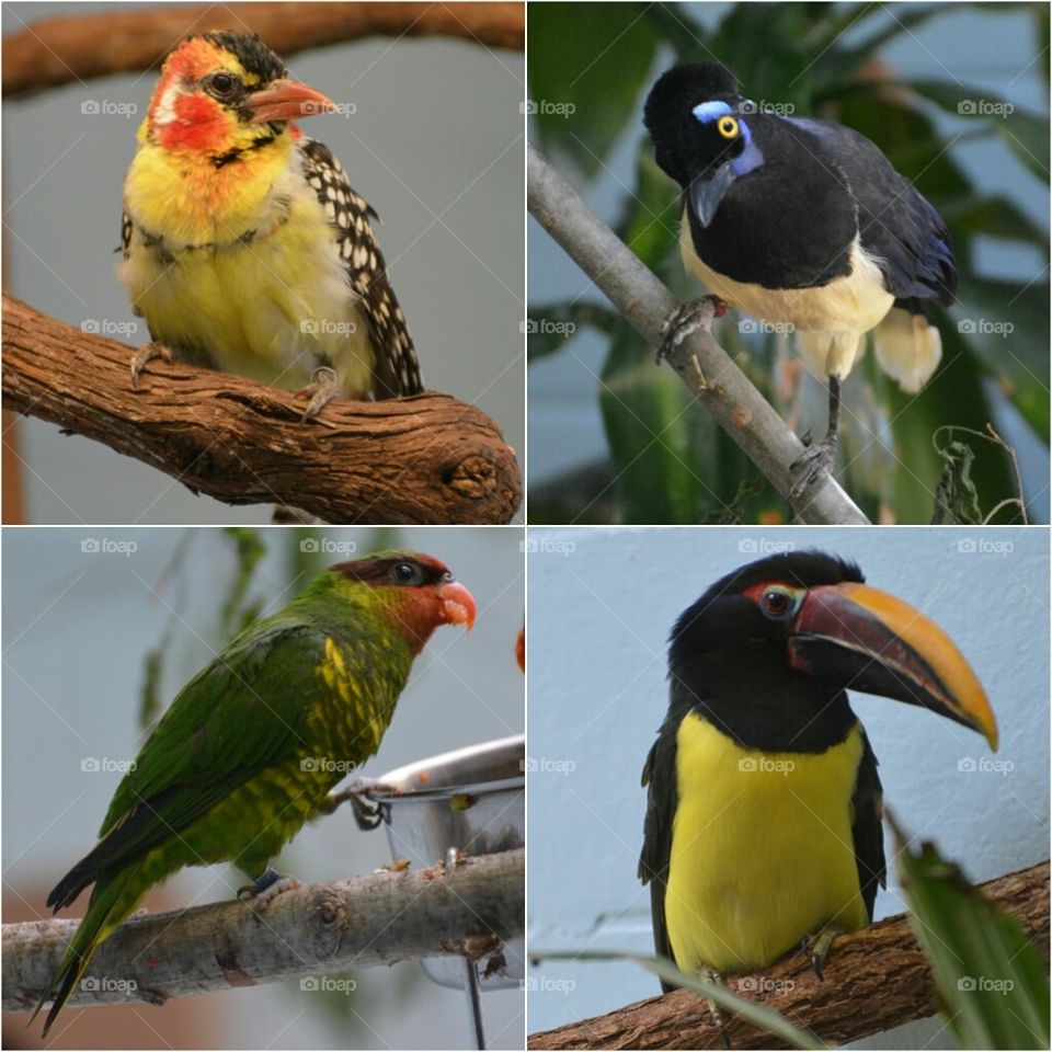 Tulsa Zoo - Birdlovers