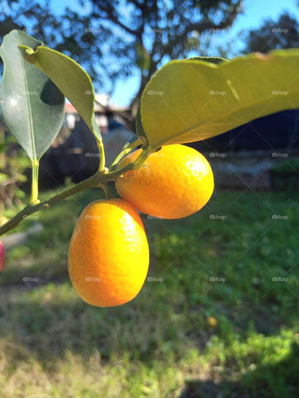 Fruit of tree