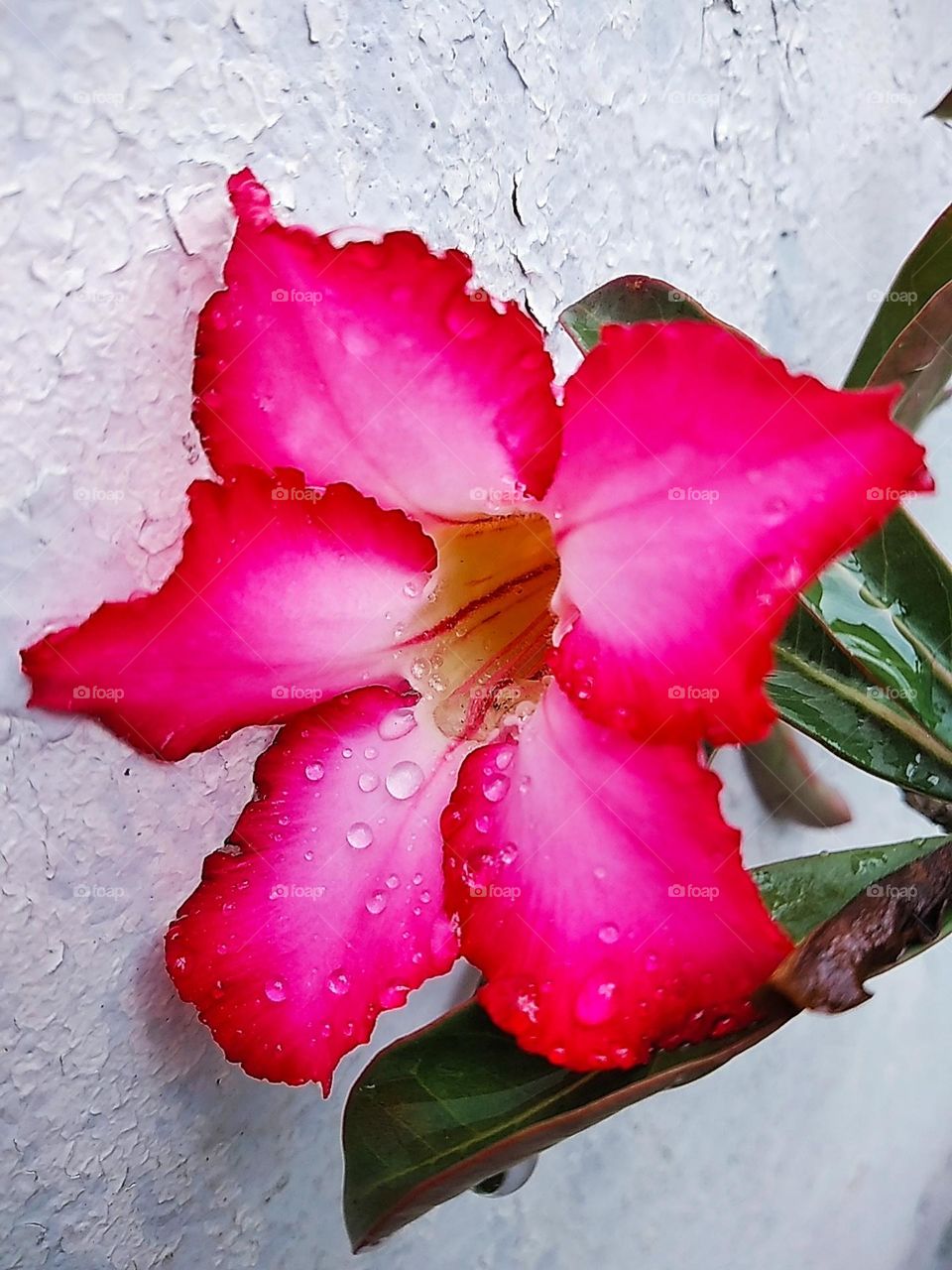 Pink and red flower plants