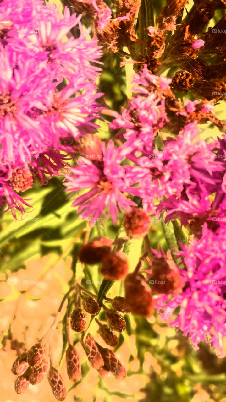 Pink Flowers