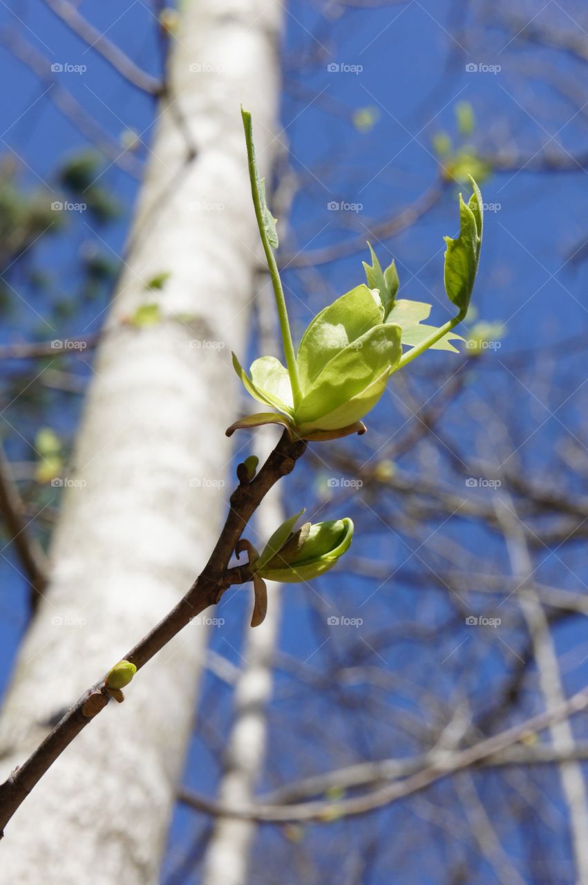 Close-up of plant