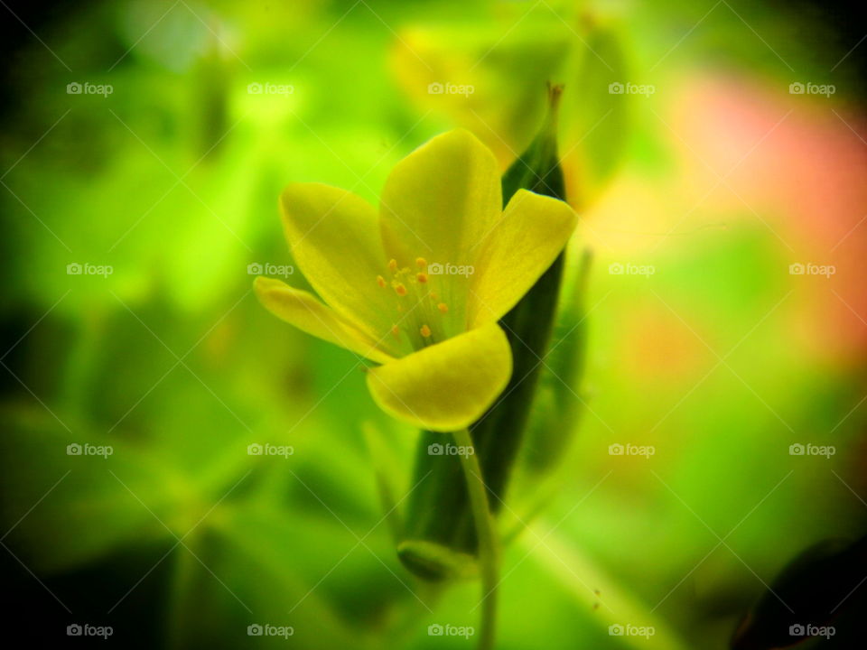 grass flower in the garden