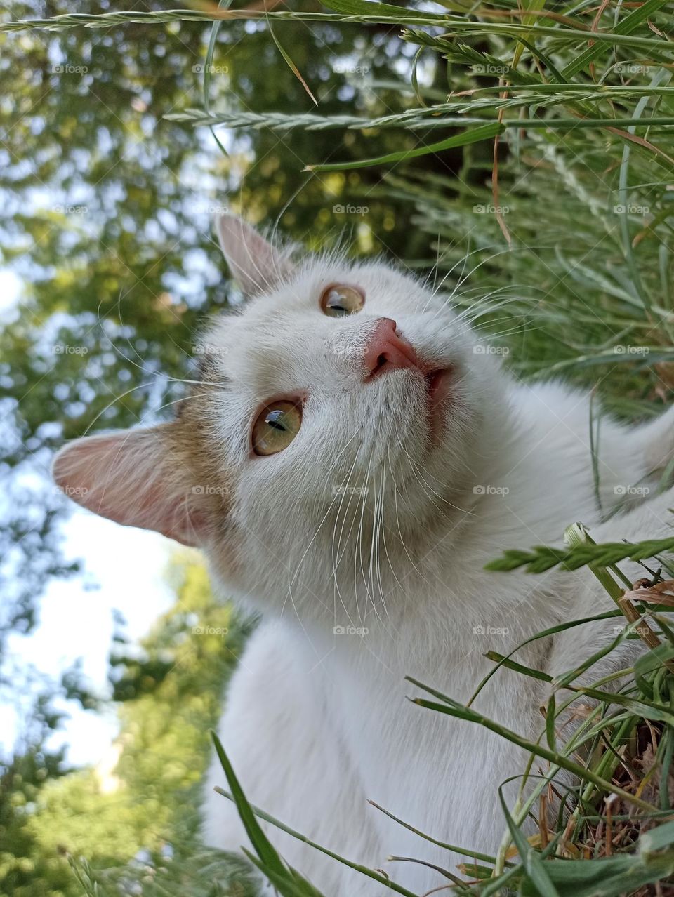 White fluffy male cat close-up. Animal photography