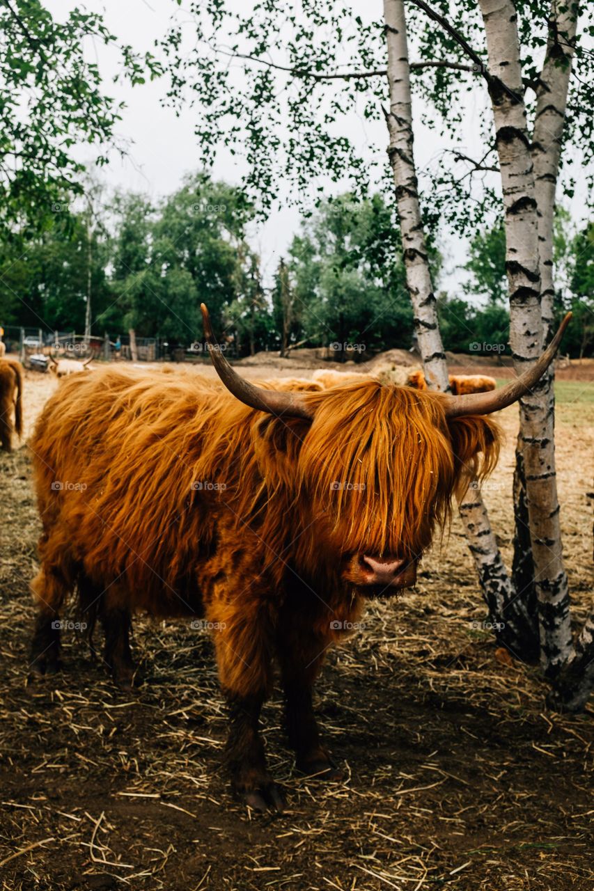 Highland Cow Stands Next To A Birch Tree