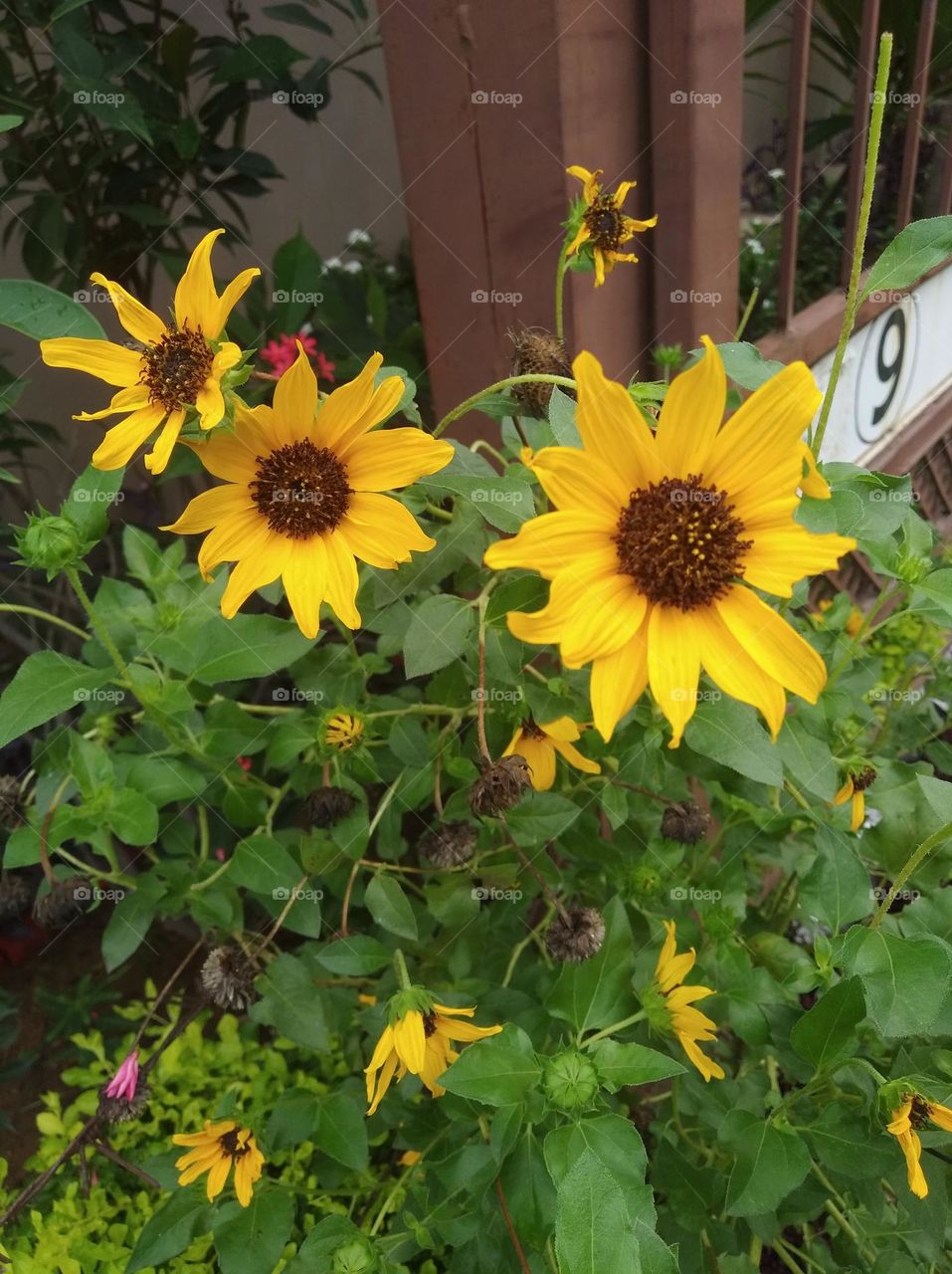 sunflower yellow seasonal fresh shurb small size looks very beautiful generally found everywhere
