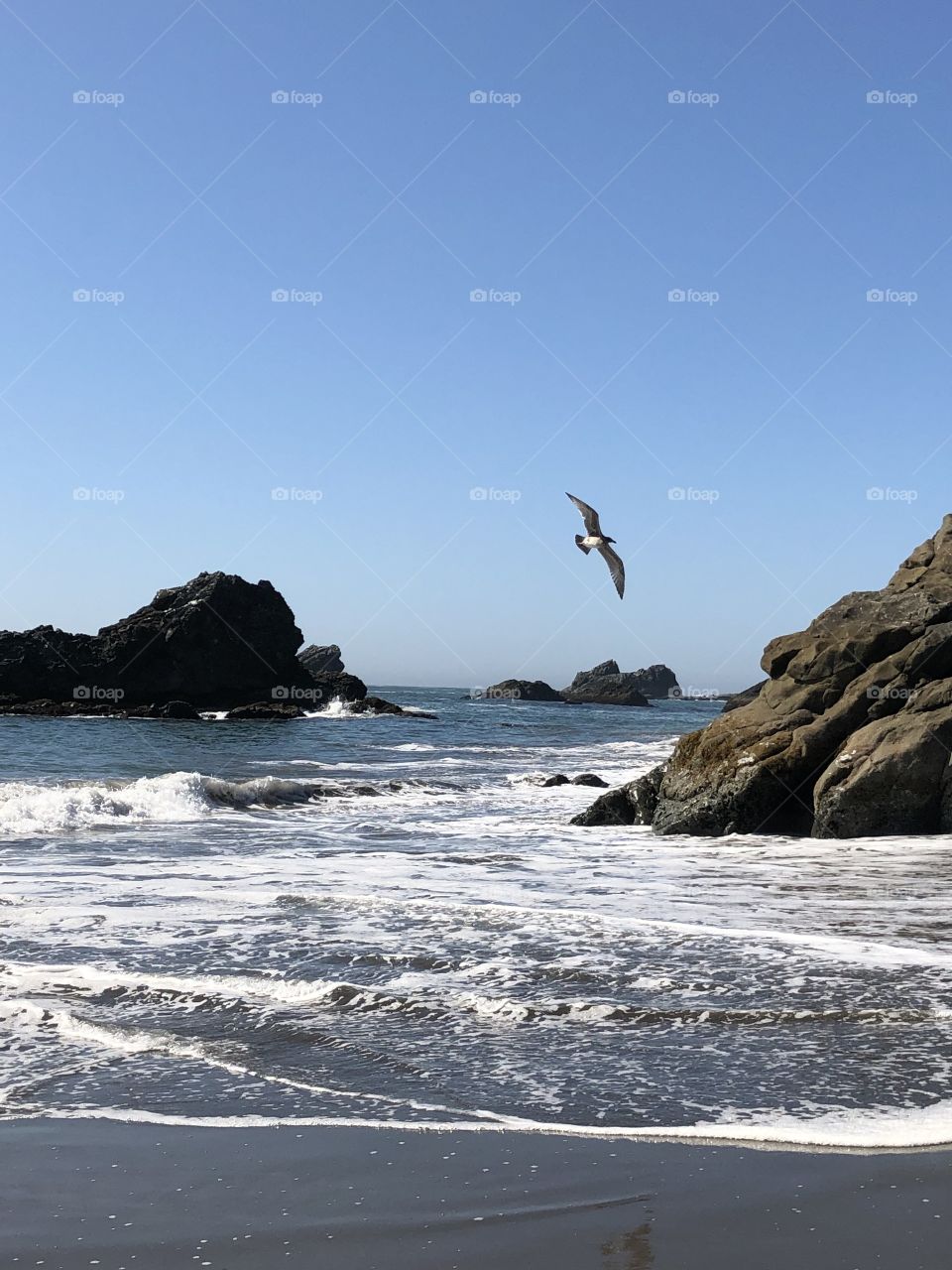Surf and Seagull