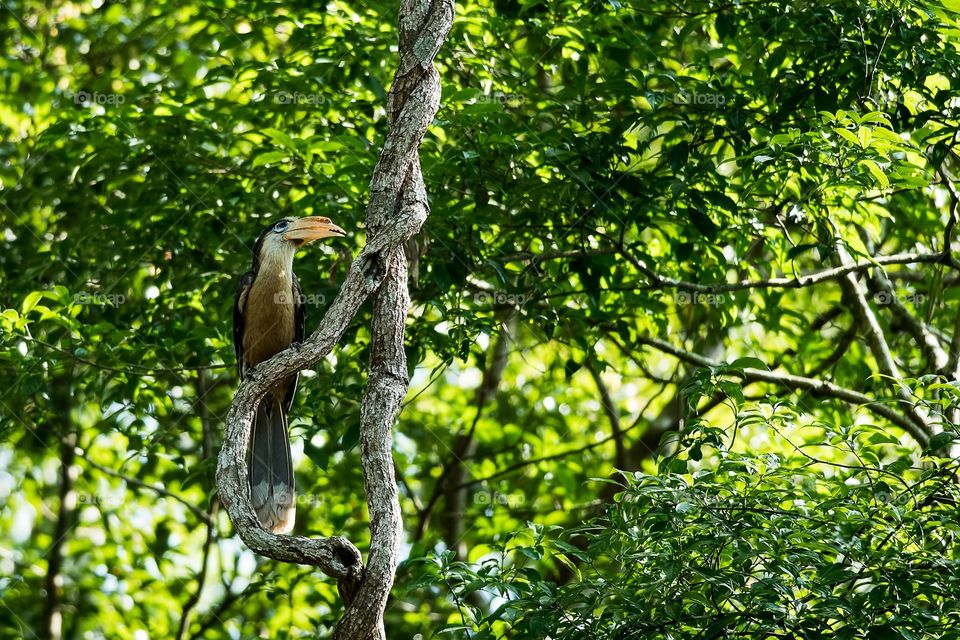 Austen’s Brown Hornbill in Tropical Park 