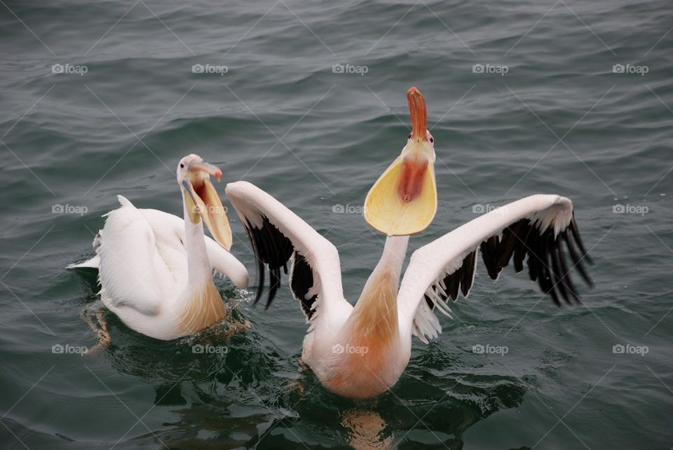 Big mouth pelican 