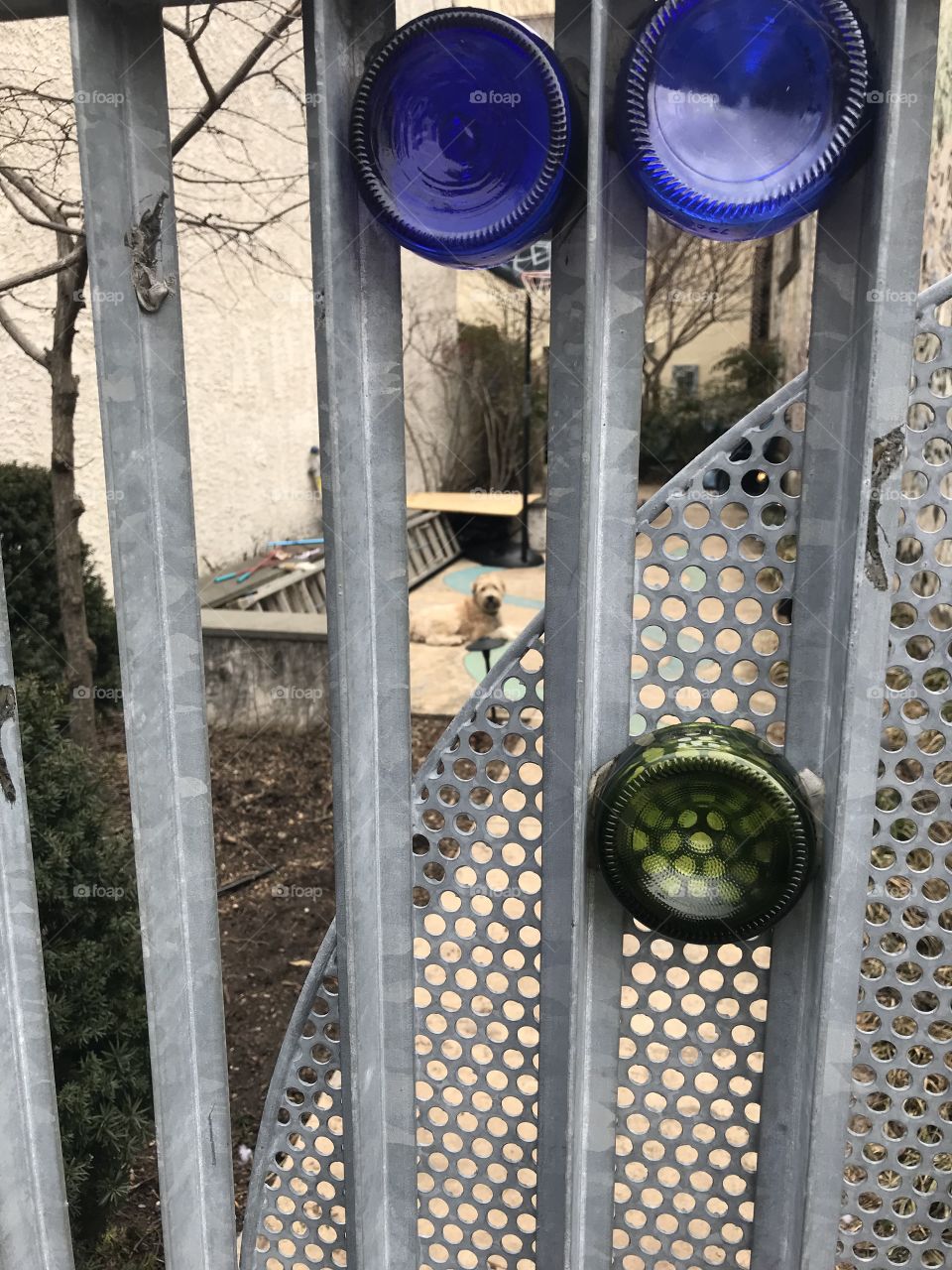 Dog through fence