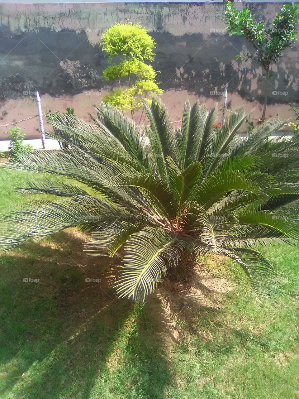 beautiful palm