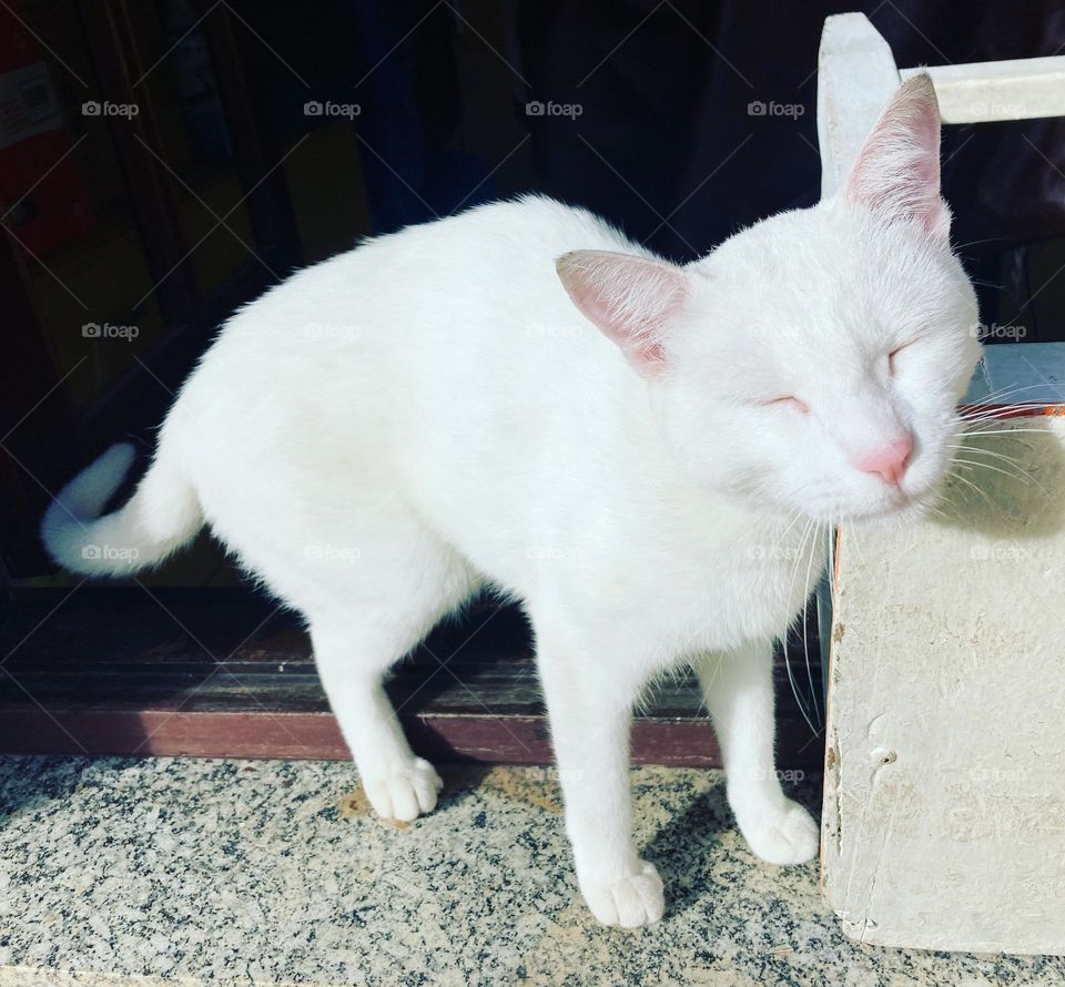 The kitten came to bask in the morning sun and purr for affection!  Hey little bug... / 🇧🇷A gatinha veio tomar o solzinho da manhã e ronronar por carinho! Ô bichinho…