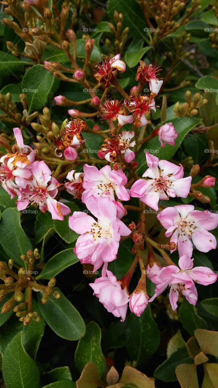 Flower, Nature, Garden, Flora, Blooming