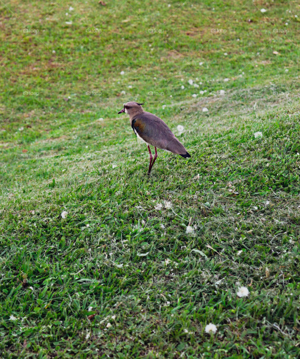 Pássaro Brasileiro.