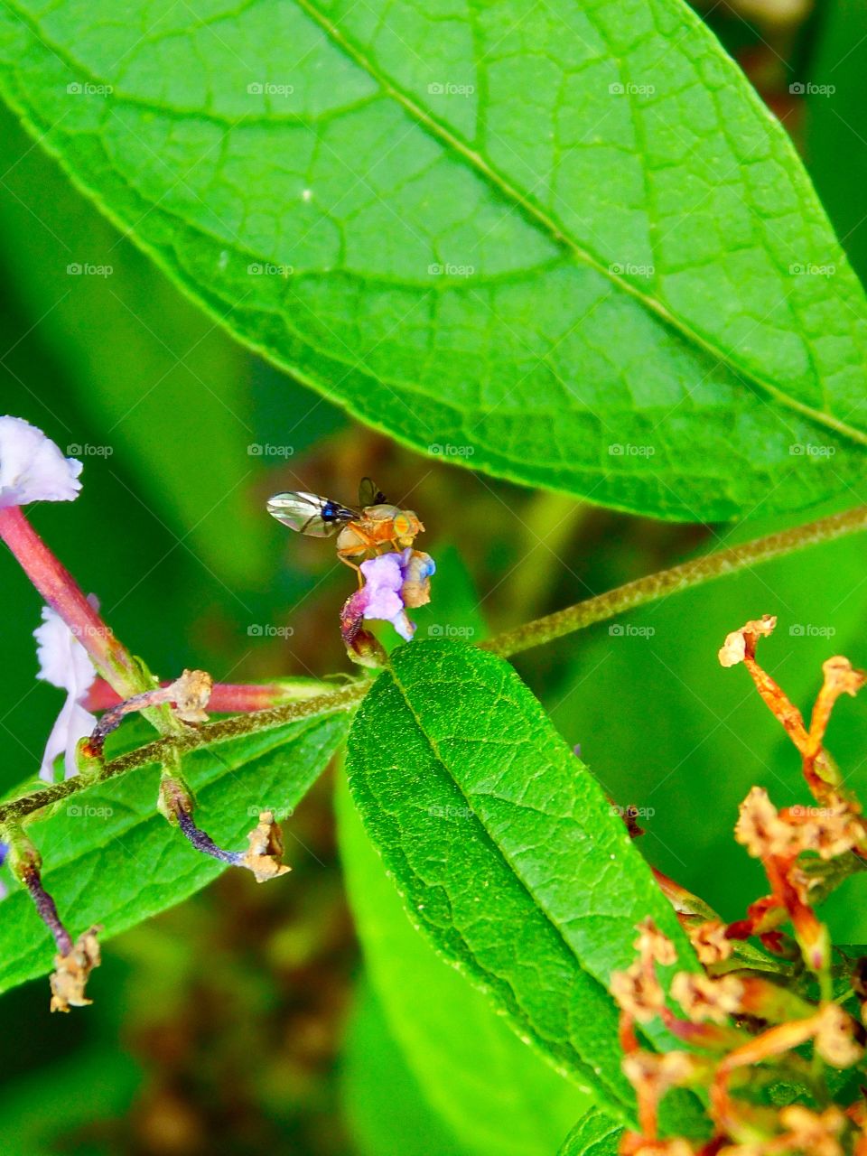 Tiny multicoloured fly