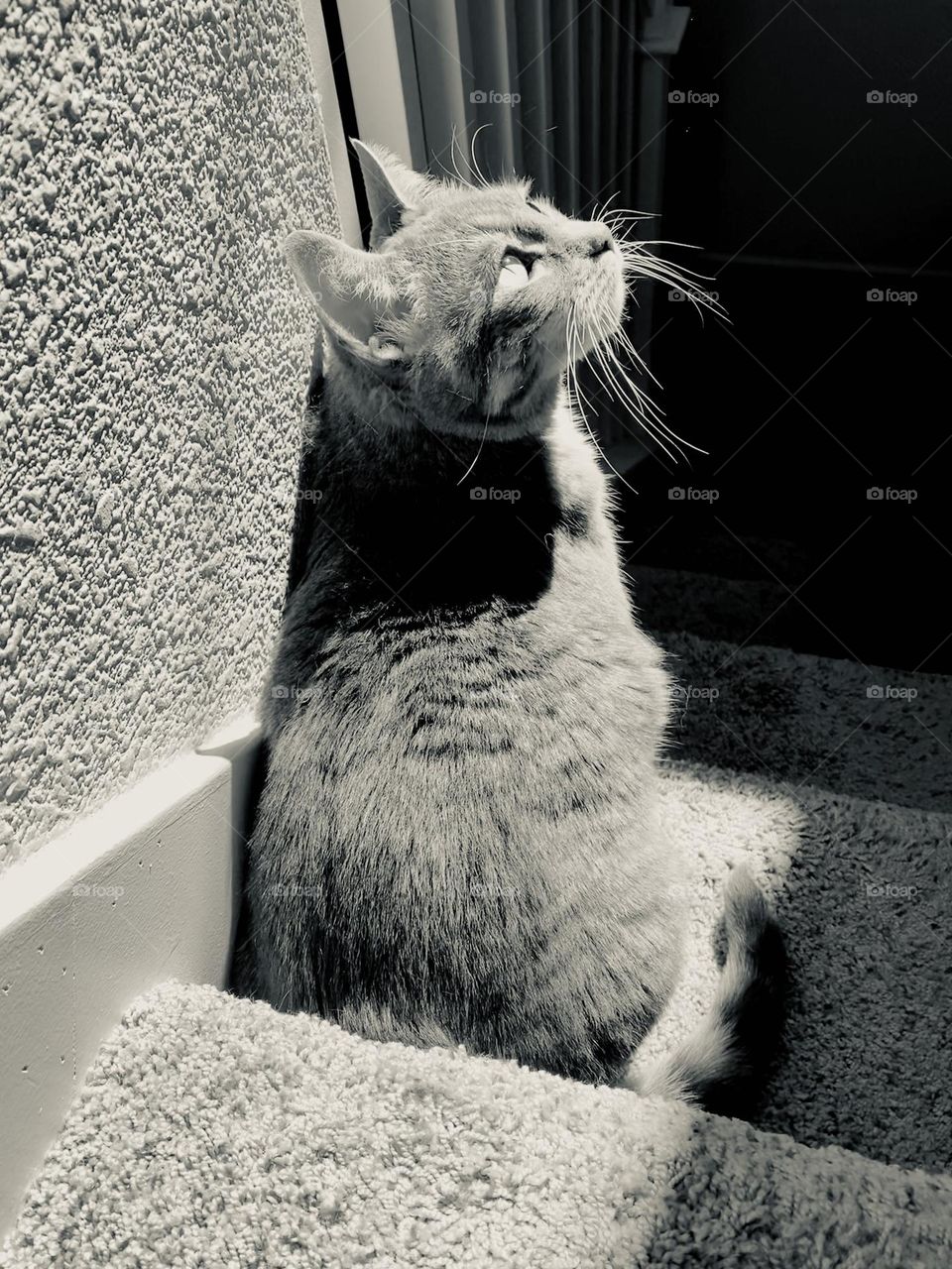 A cat enjoys the last bit of sun cascading through a window