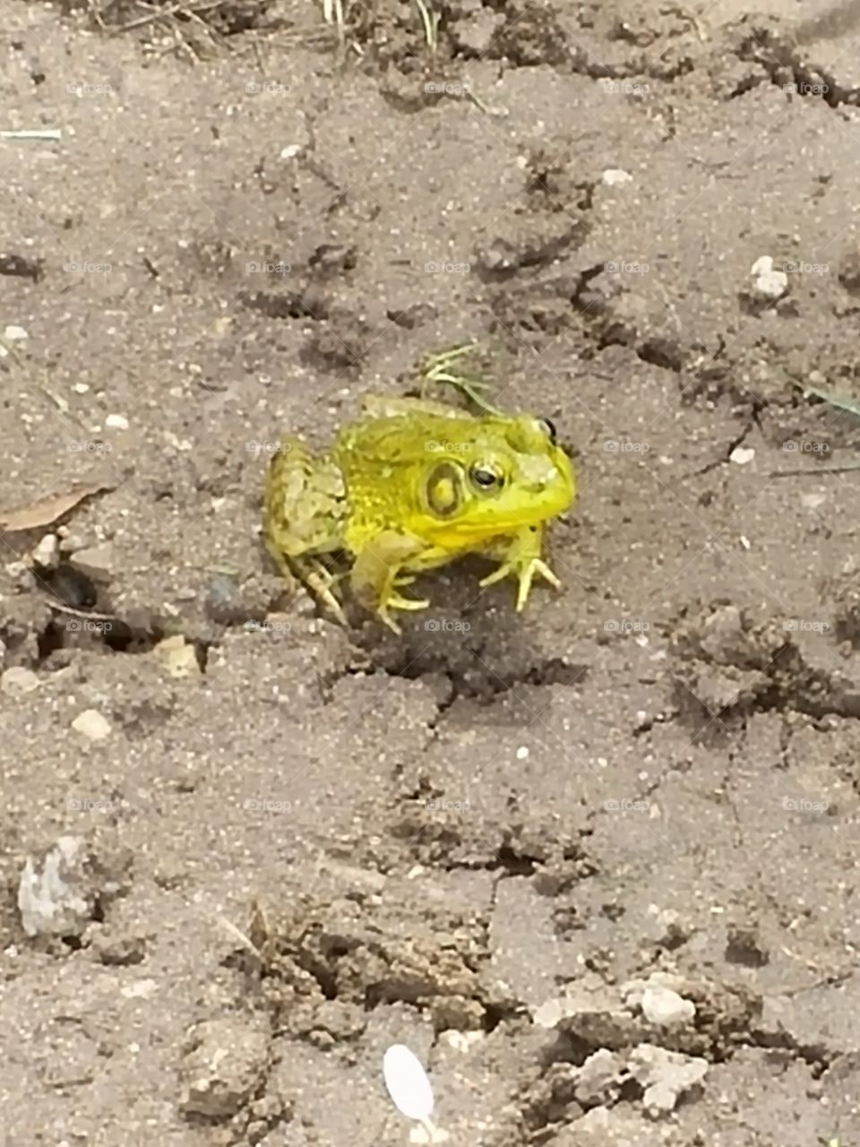 Colorful Toad