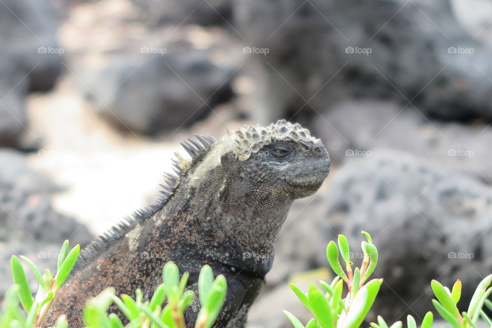 Galapagos iguana
