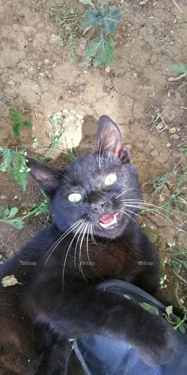 Gato negro. Con bigotes blancos. Una pequeña pantera doméstica. Venezuela.