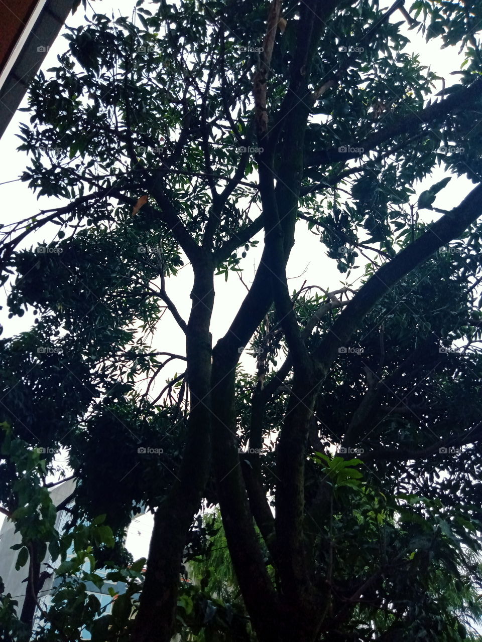 mango tree in my courtyard