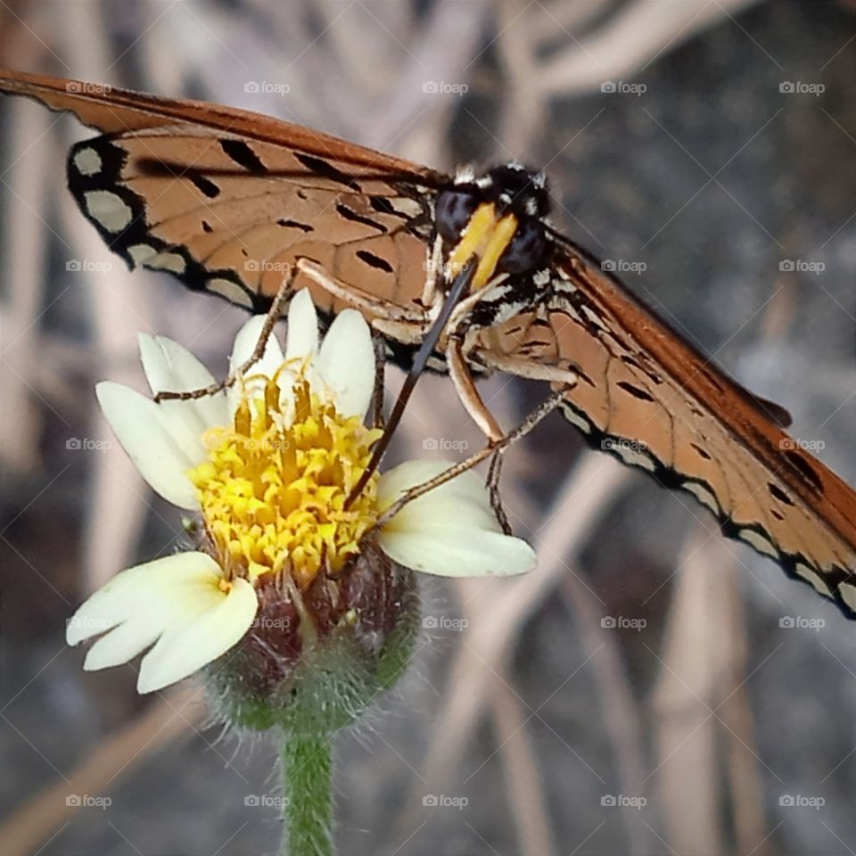 A butterfly enjoying the nectar.