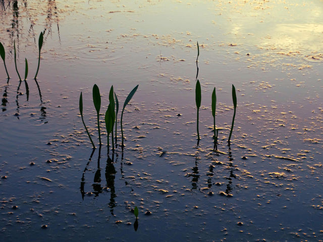 Water