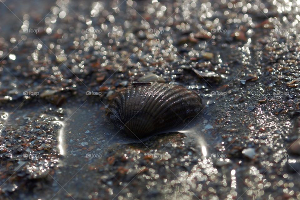 A shell in its natural environment at the beautiful seaside.
