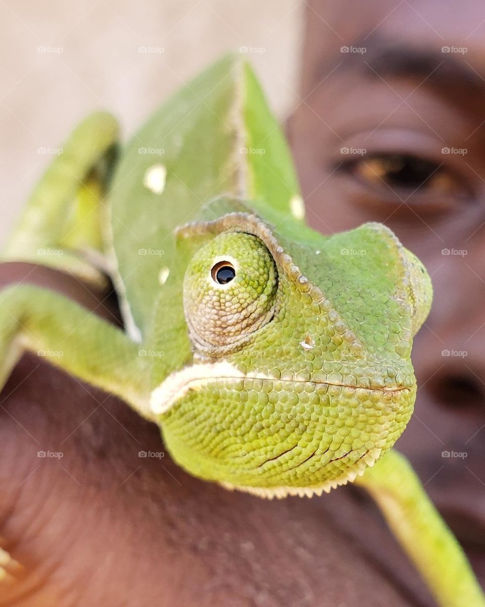 Flap-necked Chameleon
March 10, 2023
02:45pm
.
Moshi Rural, Tanzania