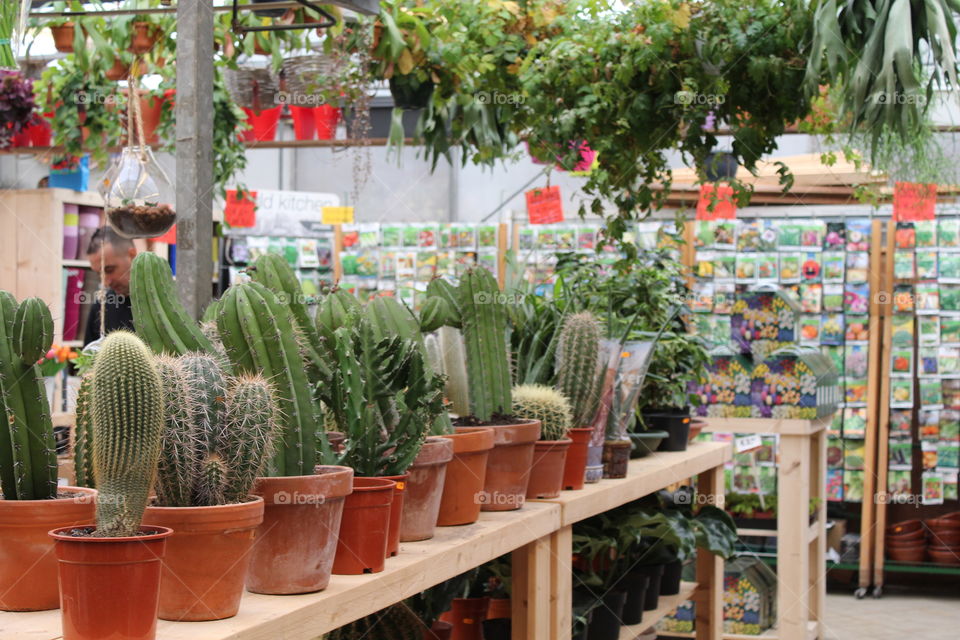Cacti in Amsterdam flower market. Spiky and such fascinating shapes and forms. So much green! 