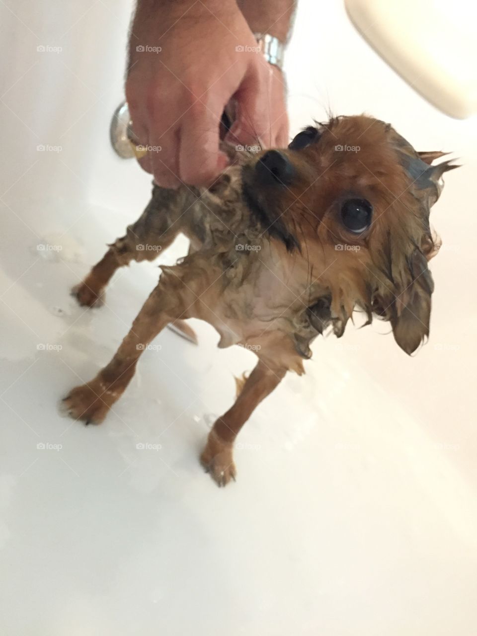 Chihuahua having a bath