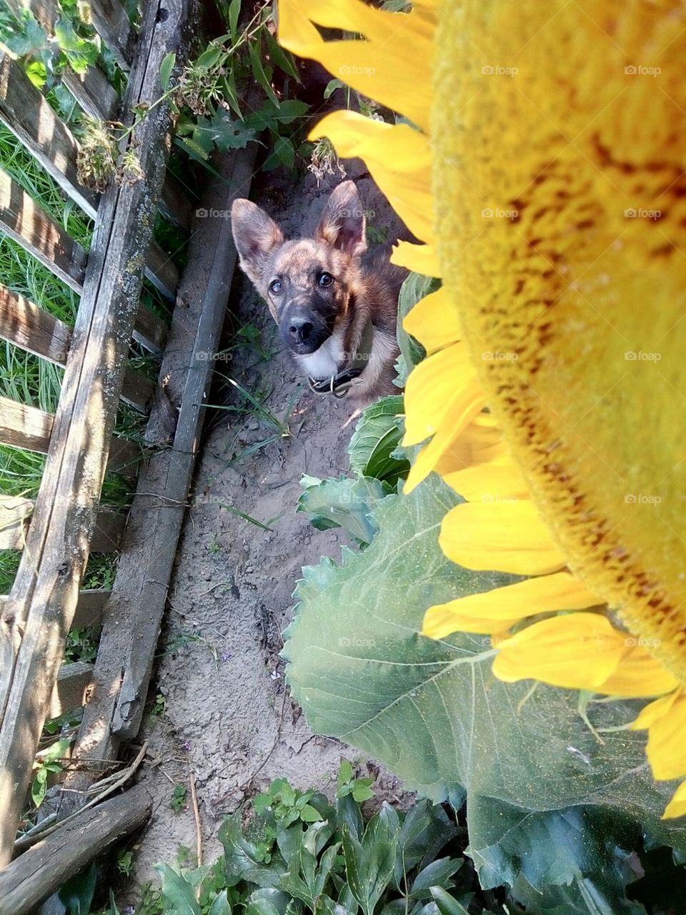 Portrait of a dog with a yellow sunflower