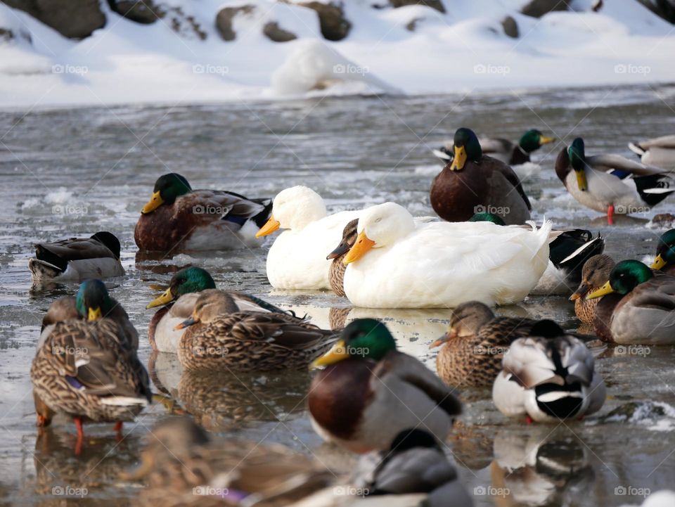 The ducks at the local city park are huddled together to stay warm. It’s a chilly winter day!