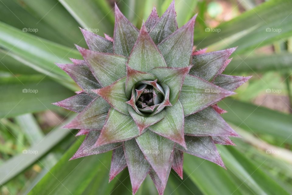 The flower of pineapple 