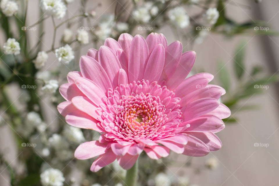 Beautiful pink Gerbera flower in a bouquet  - rosa blomma 