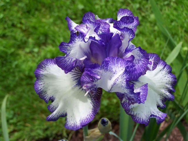 Flower, Flora, Nature, Garden, Floral