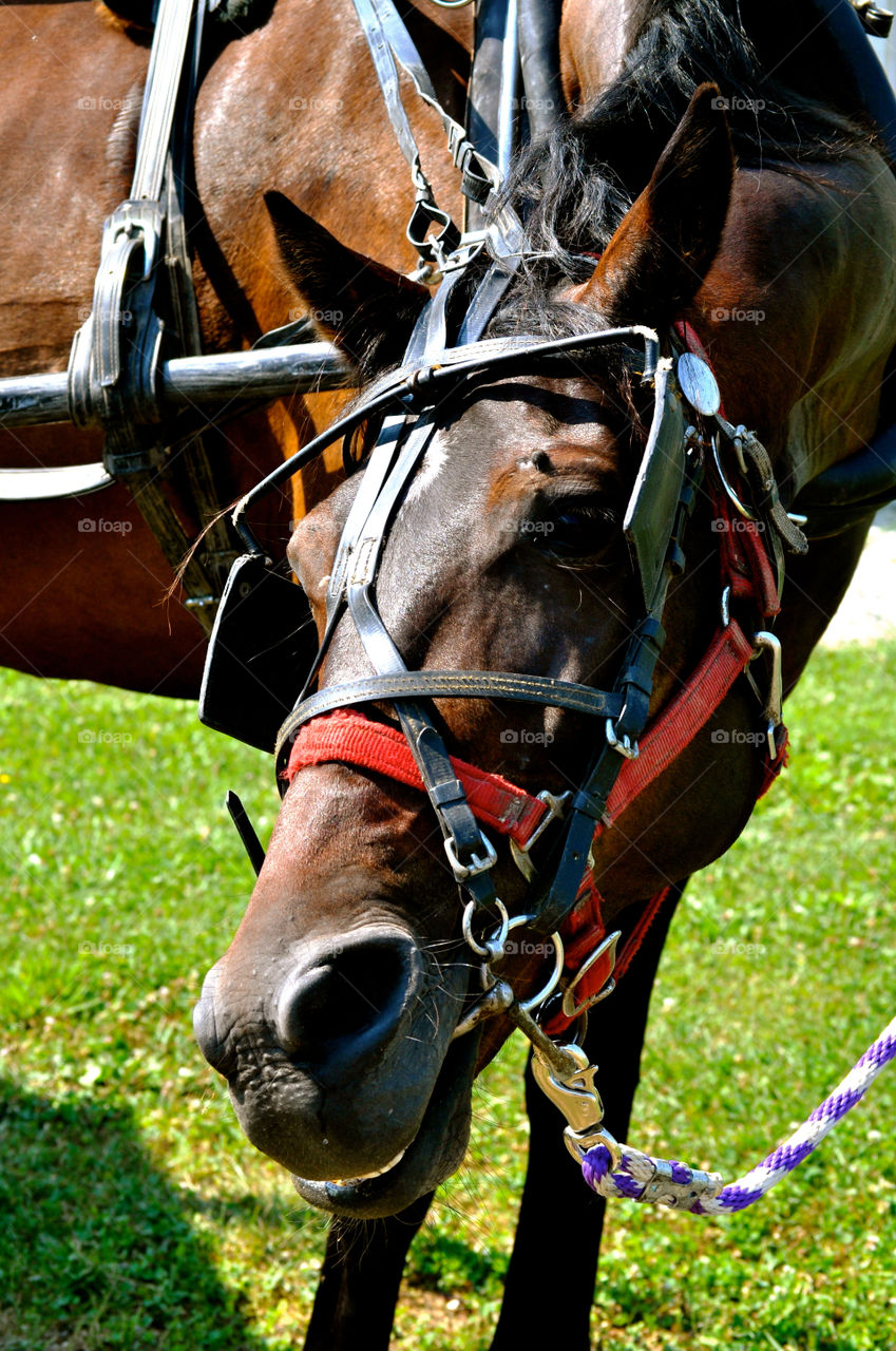 Cavalry, Horse, Equestrian, Harness, Rider