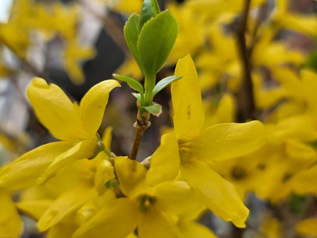 New life in spring