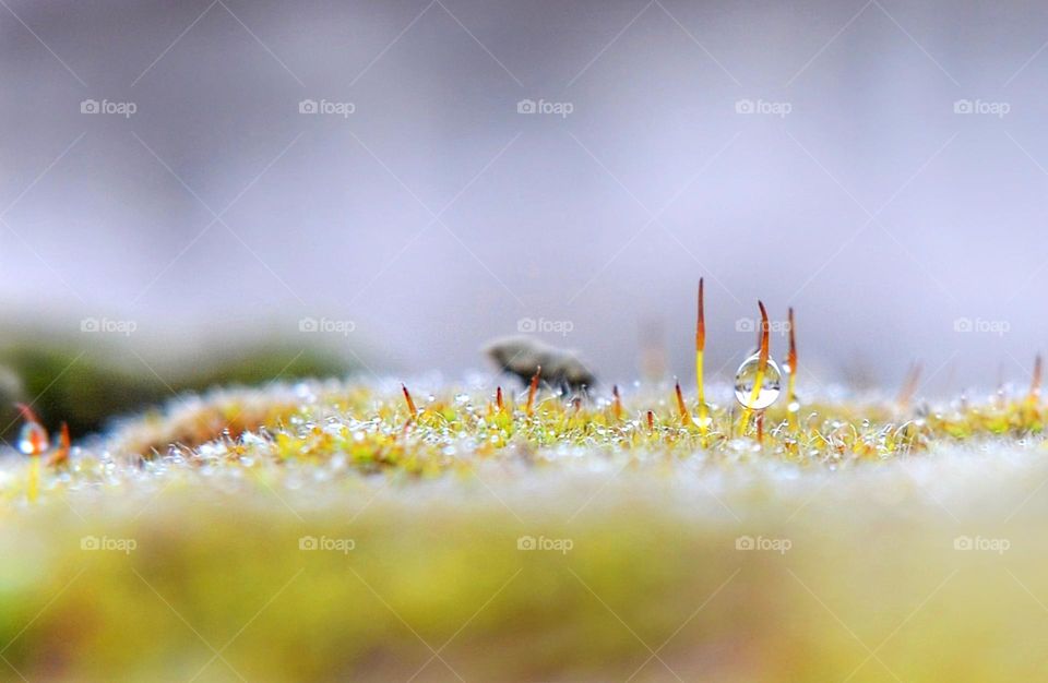 Mosses, Macro photography