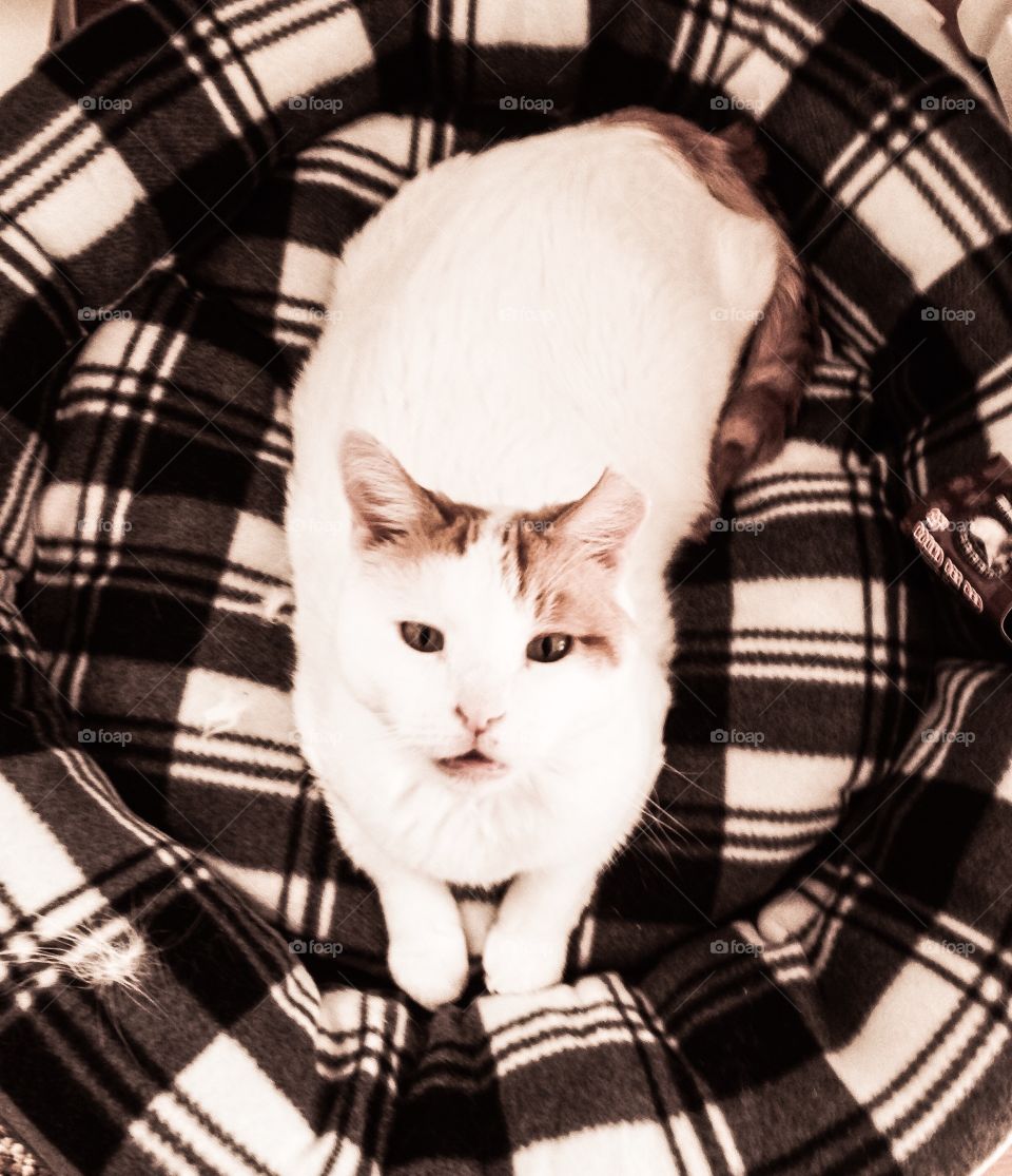White cat sitting in plaid pet bed in black snd white photo 