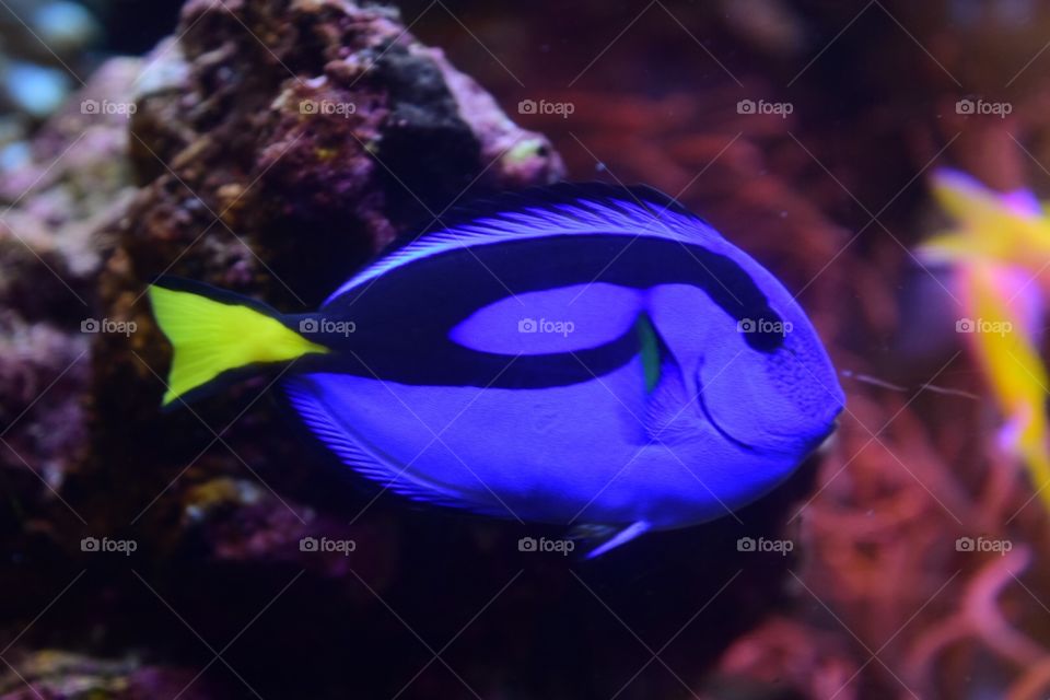 Fish. Aquarium 