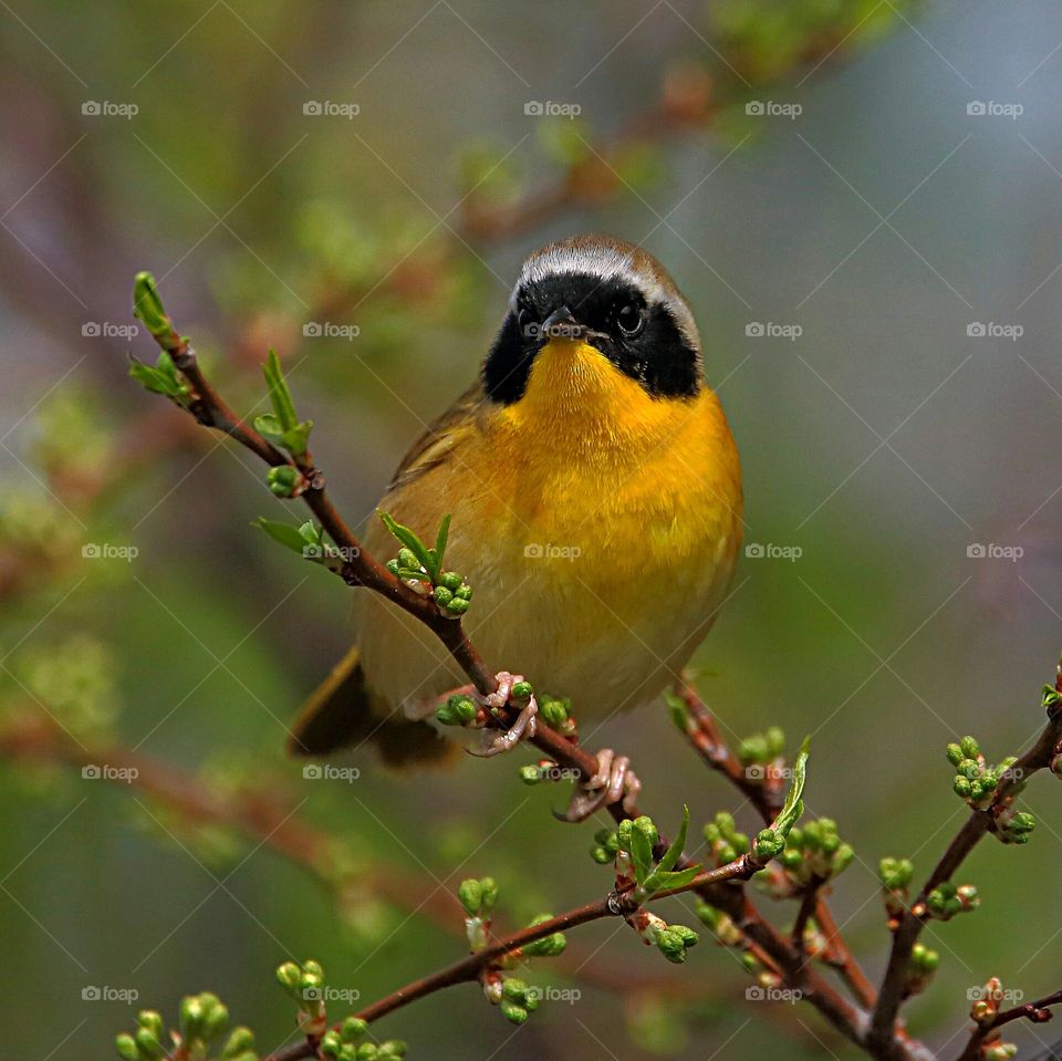 common yellowthroat