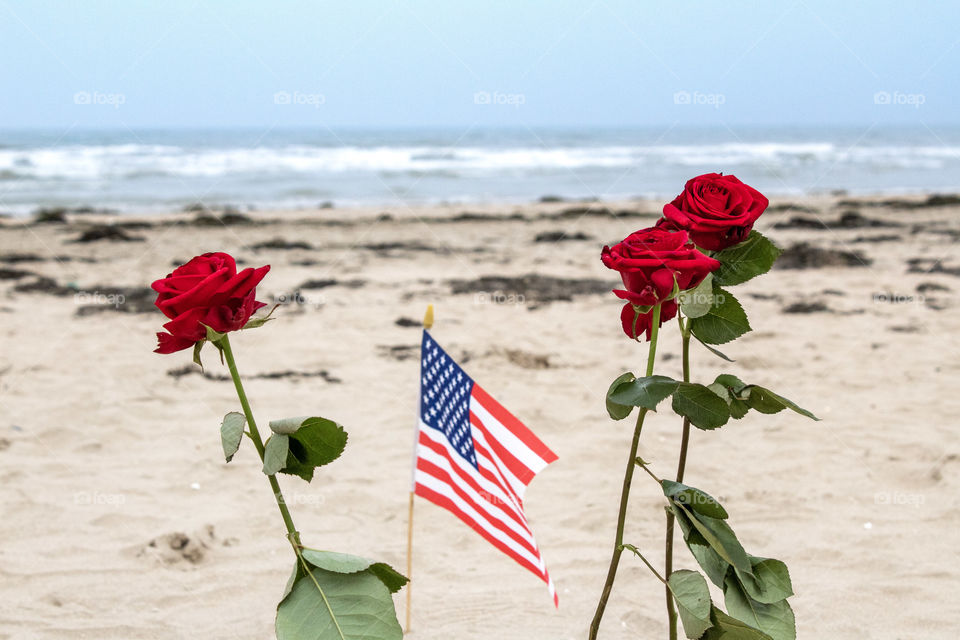 Roses in memory to the heroes on Utah beach in Normandy, American flag, D-DAY 75 years