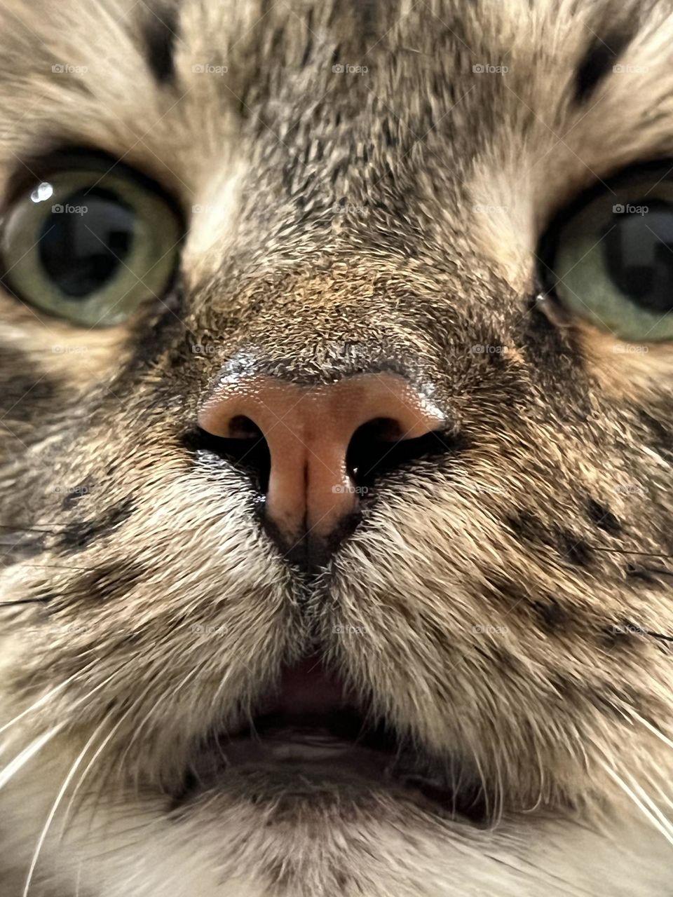 Cat face