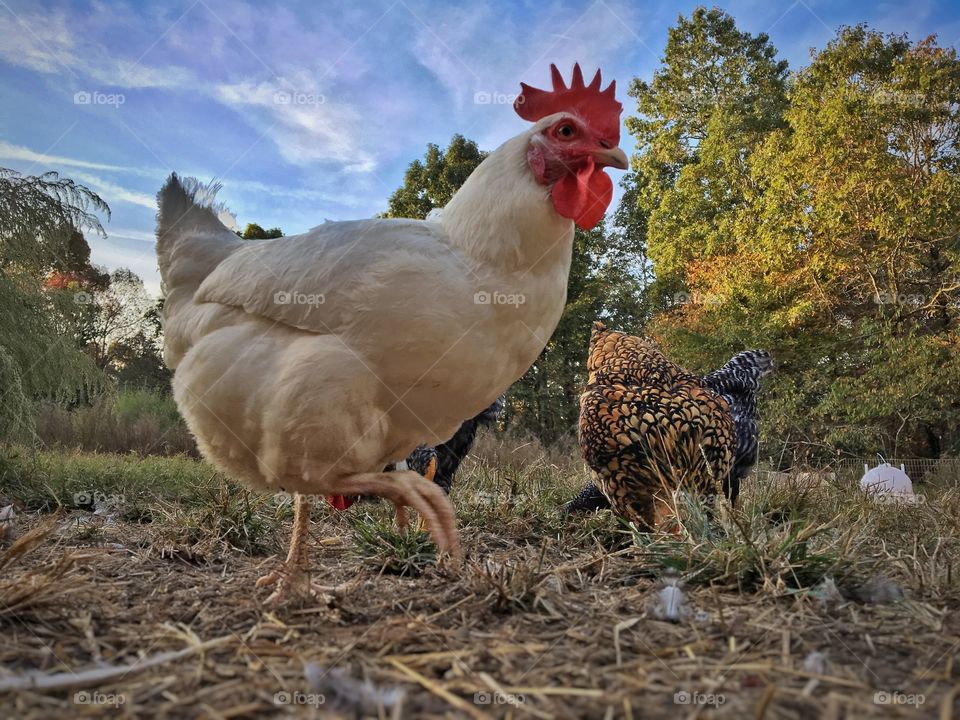 Close-up of hen